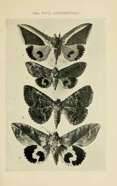 four different moths are shown in black and white