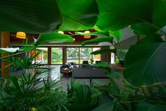 a living room filled with lots of green plants