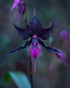 a purple flower with pink spots on it's petals