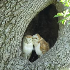 two cats are playing in the hollow of a tree