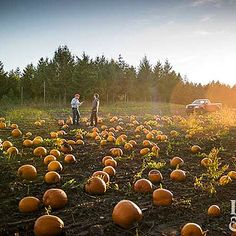 Whether you want festive Halloween jack-o'-lanterns or a tasty homemade piethese are the planting and harvesting essentials you need to know. Pumpkin Patch Fence, Pumpkin Field, Pumpkin Vine, Pumpkin Farm, White Picket Fence