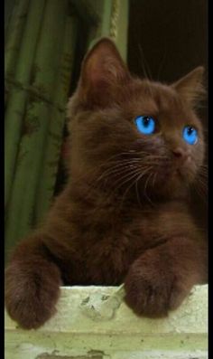 a brown cat with blue eyes sitting on a ledge