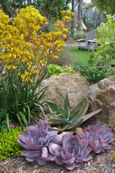 an assortment of plants and rocks in a garden