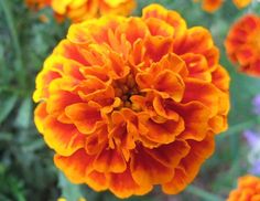 an orange and yellow flower with green leaves