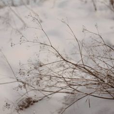 snow covered ground with branches in the foreground