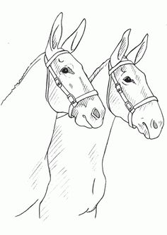 two horses with bridles on their heads