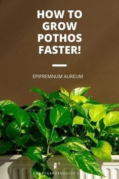 a potted plant with the words how to grow potatoes faster