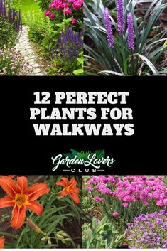 flowers and plants with the title 12 perfect plants for walkways