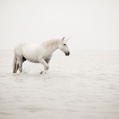 a white horse running through the water with text that reads, don't mess with unicorns they will mess you up