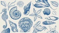 sea shells and starfish are drawn in blue ink