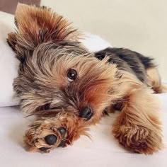 a small brown and black dog laying on top of a white bed cover with pillows