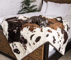 a dog laying on top of a brown and white cow print blanket next to a bed