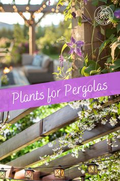 the words plants for pergolas are in front of an outdoor seating area