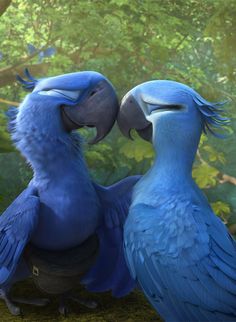 two blue birds standing next to each other in the forest