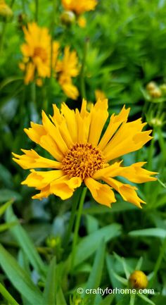 yellow flowers are growing in the grass