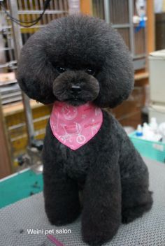 a black poodle with a pink bandana on it's neck sitting in a dog grooming salon