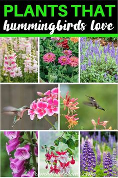 many different types of flowers with the words plants that hummingbirds love