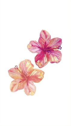 two pink flowers on a white background