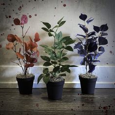 three potted plants sitting next to each other on a wooden table in front of a wall