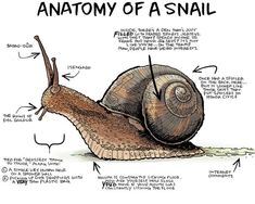 the anatomy of a snail is shown in this cartoon