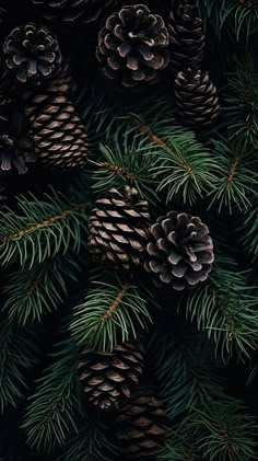 pine cones and needles on a tree branch