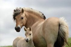 a horse and her foal are standing in the grass on a cloudy day