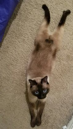 a siamese cat standing on its hind legs looking up at the camera with blue eyes