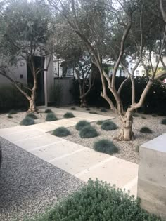 an outdoor garden with trees and rocks