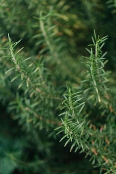 closeup of the needles on a pine tree