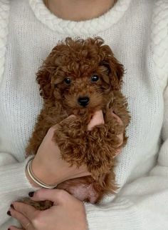 a woman holding a small brown dog in her lap and wearing a white sweater over it