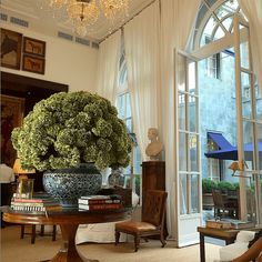 a large potted plant sitting on top of a table in front of a window