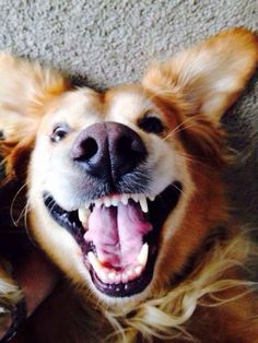 a dog laying on the floor with its mouth open