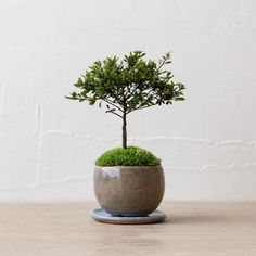 a small potted tree sitting on top of a wooden table