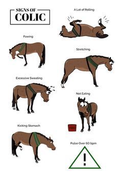 the signs of collic horses are shown in different positions and sizes, including one horse with