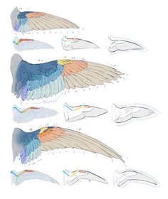 an image of different types of wings