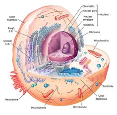 the structure of an animal's cell is shown in this diagram, with all its components labeled