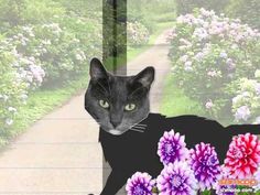 a black cat sitting on top of a window sill next to pink and purple flowers