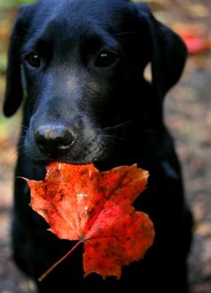 a black dog with a leaf in its mouth