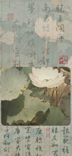 two water lilies floating on top of green leaves