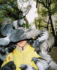 a woman in yellow jacket holding flock of pigeons on her head with buildings in the background