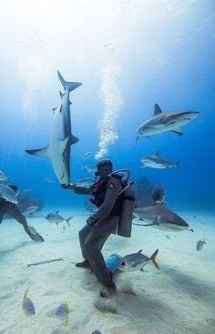 a scuba diver is surrounded by sharks in the ocean