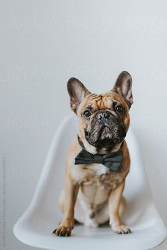 a small dog wearing a bow tie sitting on a white chair by jorgon for stockstuffs