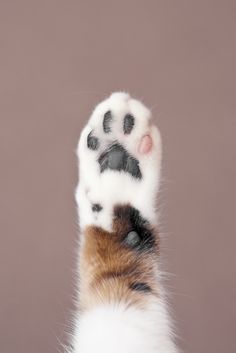 a cat's paw is being held up in the air