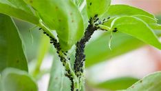 the caterpillars are crawling on the green leafy plant in the garden