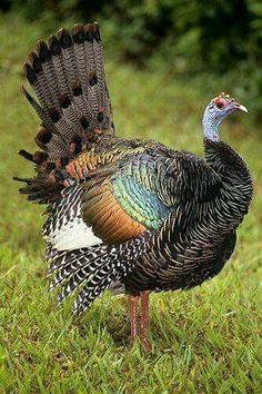 a colorful bird standing on top of a lush green field