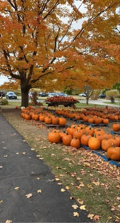 many pumpkins are lined up on the ground in front of trees with orange leaves