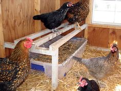 several chickens are standing around in the hay