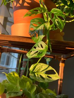 some green plants are growing in pots on a shelf next to other potted plants