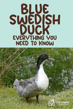 a duck standing in the grass with text reading blue swedish duck everything you need to know