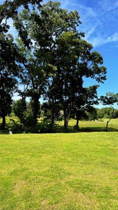 an open grassy field with trees and blue sky in the background, on a sunny day